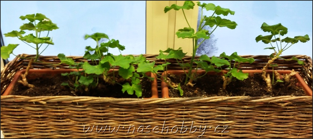 pelargonie, foto med