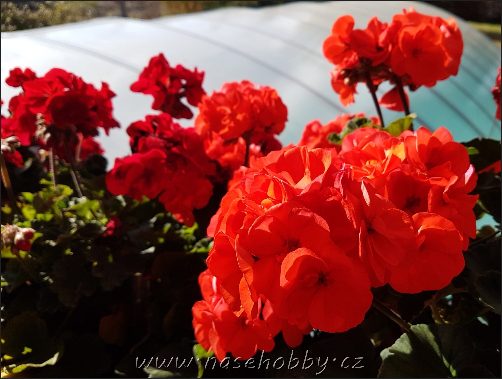 pelargonie, foto med