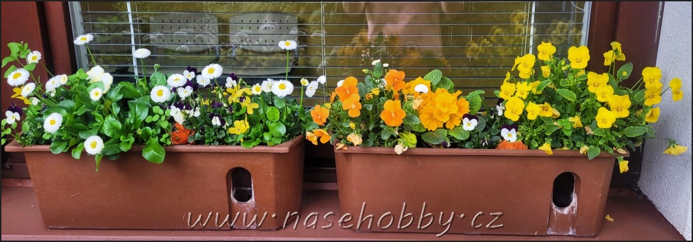 převislé pelargonie, foto med samozavlažovací truhlíky s maceškami a sedmikráskami