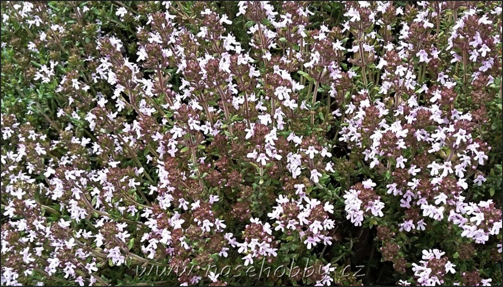Podle odrůdy je tenhle až na pronikavou vůni celkem nenápadný keřík tymiánu (Thymus vulgaris) až čtyřicet centimetrů vysoký. 