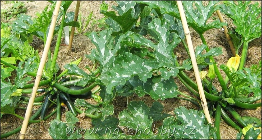 cukety na záhonu s oporou