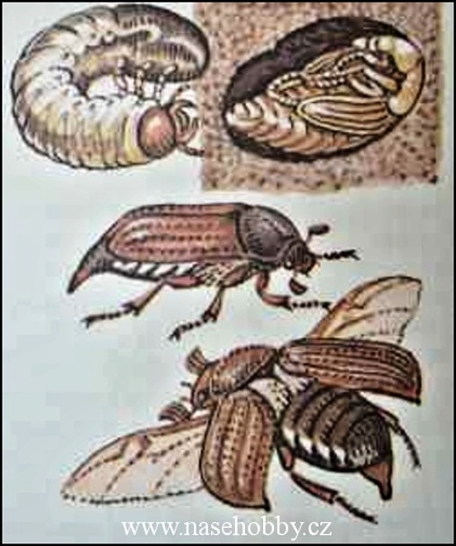 larvy chroustů, kresba archiv