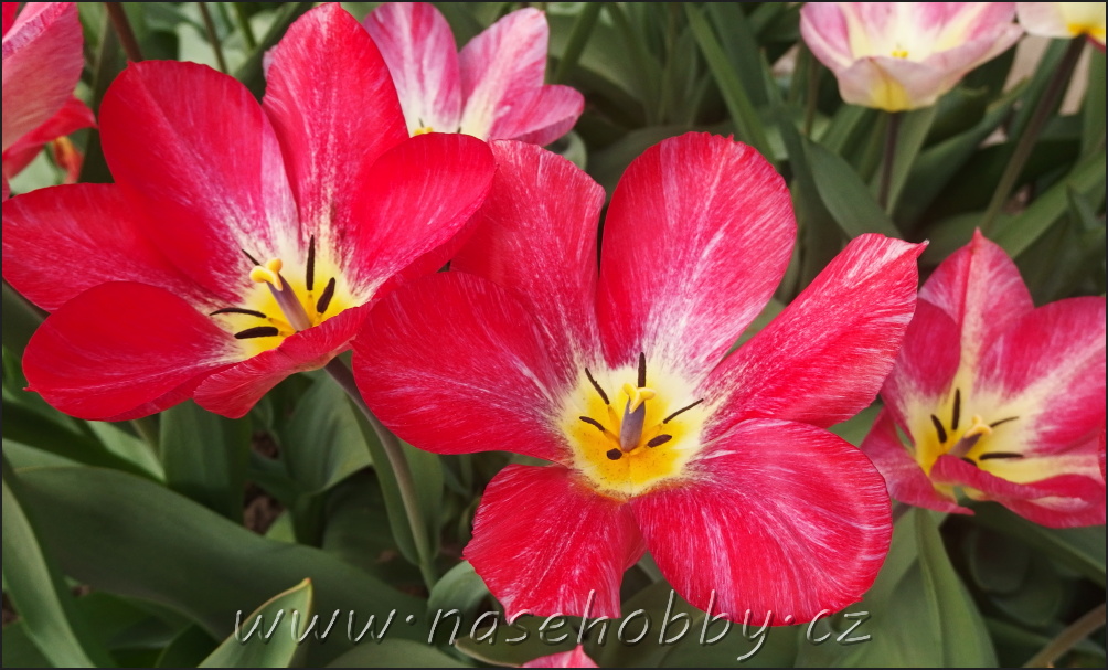tulipán Forsterův, foto med