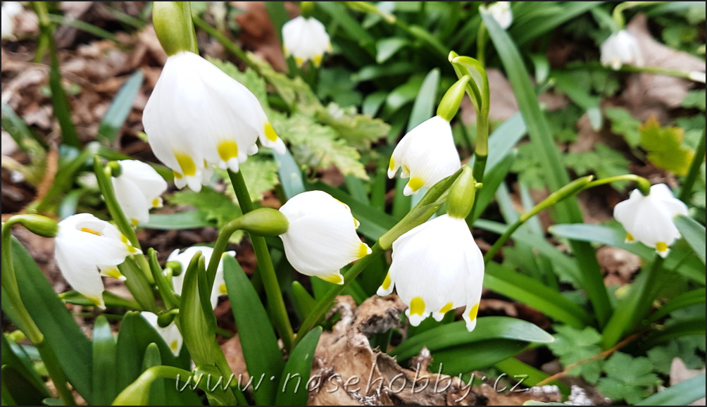 jarní cibulovina - Bledule 
