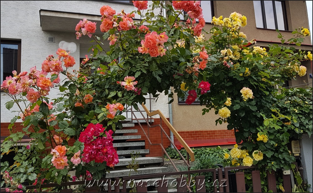 Červené, růžové, oranžové, žluté popínavé růže na brance