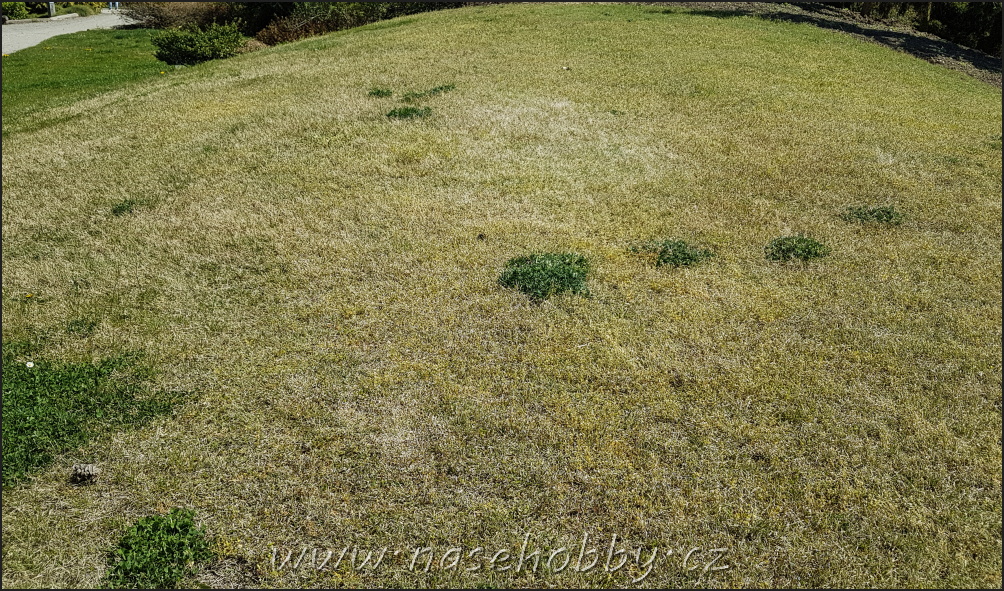 sněžná plíseň – bělavé až narůžovělé mycelium, šířící se po trávníku zpravidla v kruzích