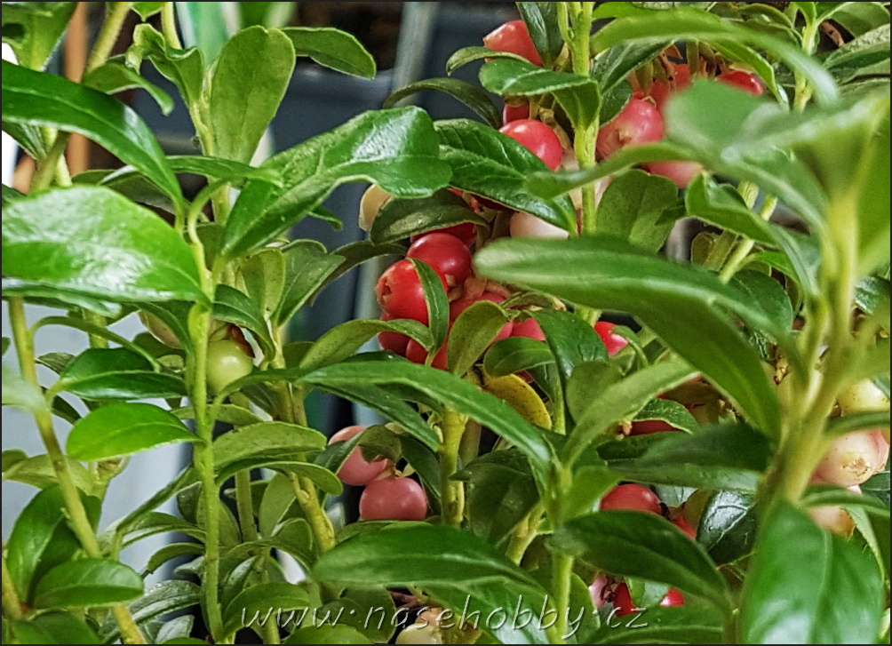 pampelišky, foto med Brusinky na ledvinovou kúru