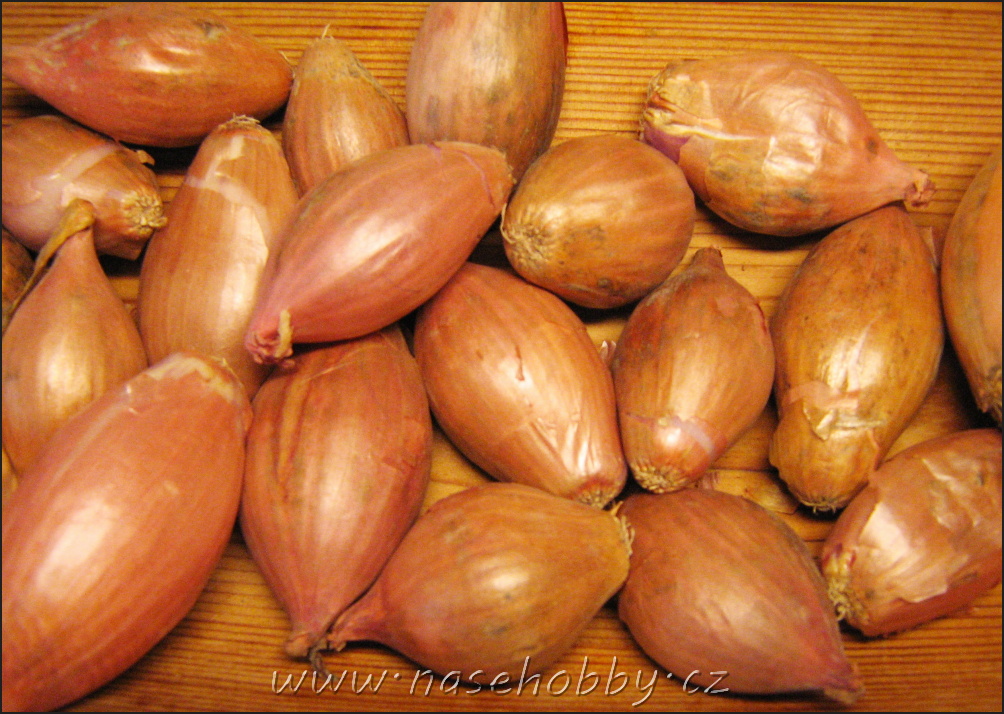 Jako všechny cibule totiž ošlejch (Allium fistulosum) i šalotka (Allium ascalonicum) ve značné míře obsahují síru. 