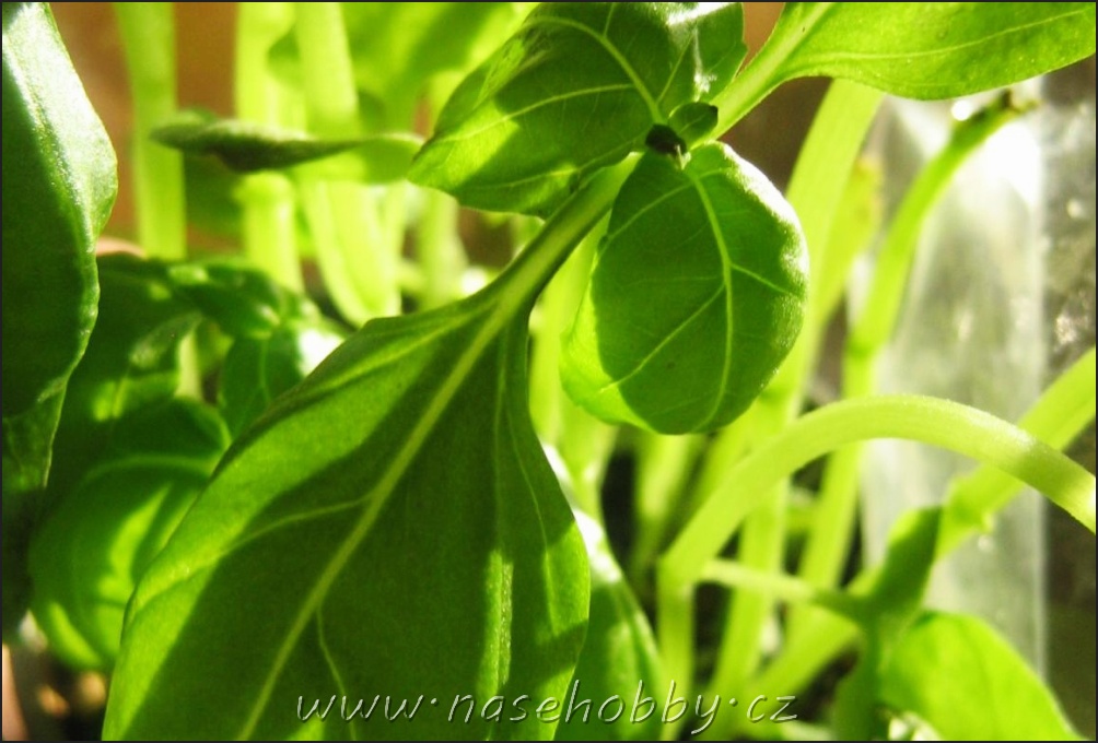 bazalka americká, foto med