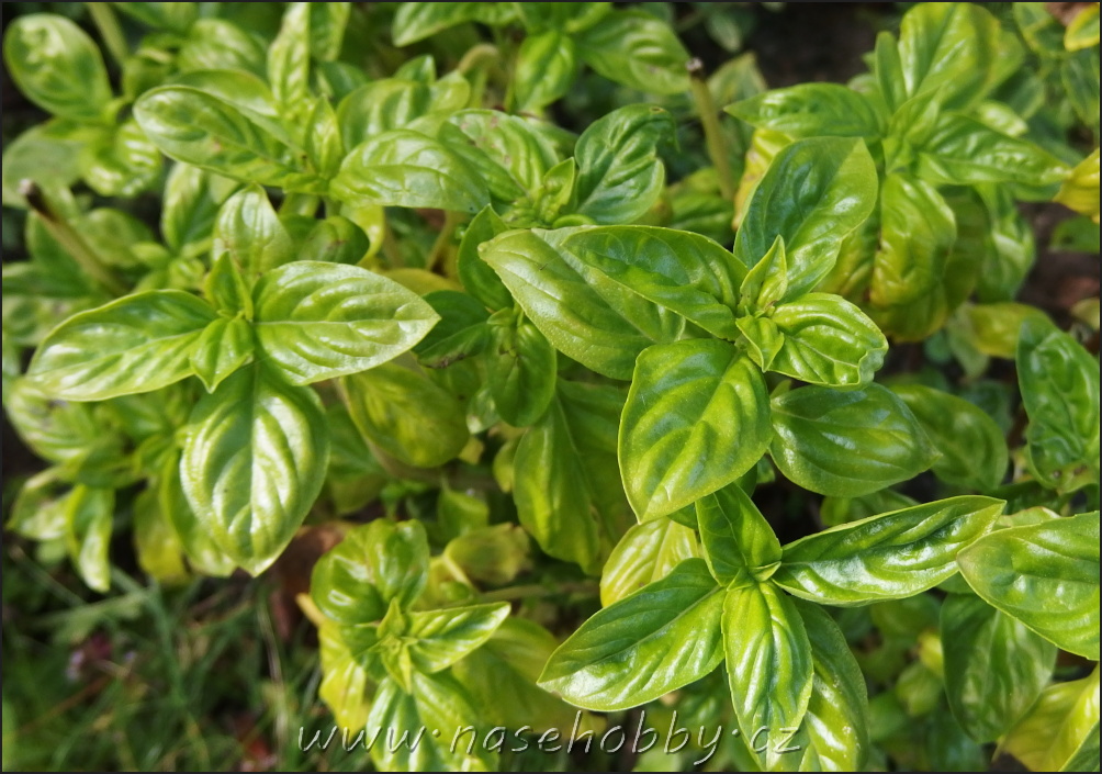 bazalka, Ocimum basilicum, foto med