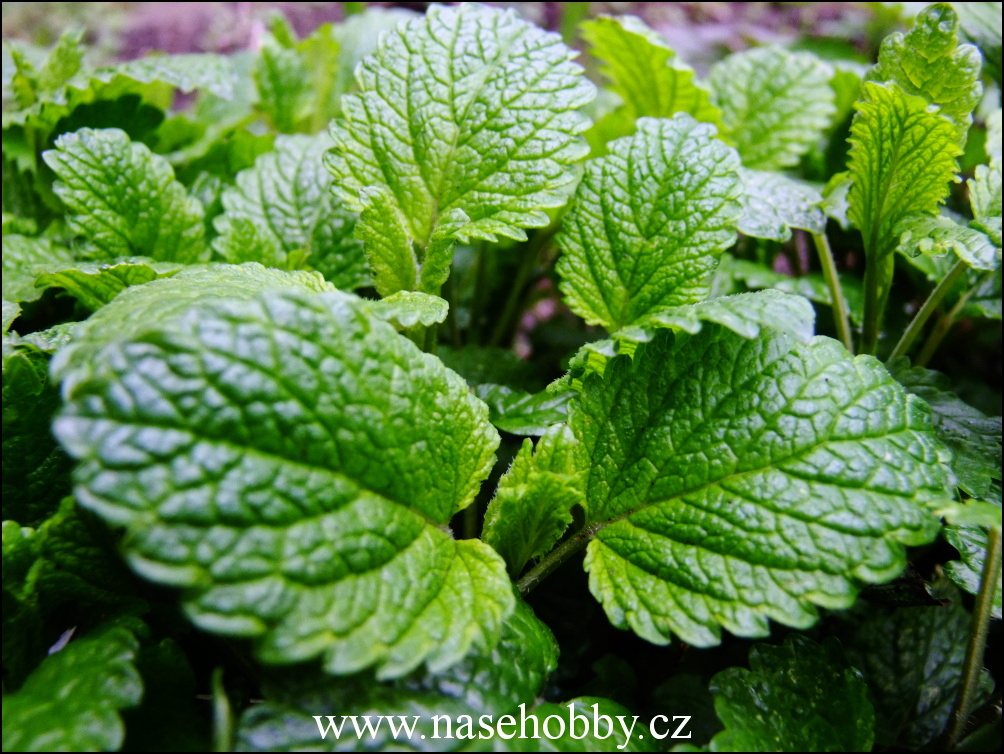 Na zahradě může keř Meduňky (Melissa officinalis) dorůst až do půl druhého metru. 