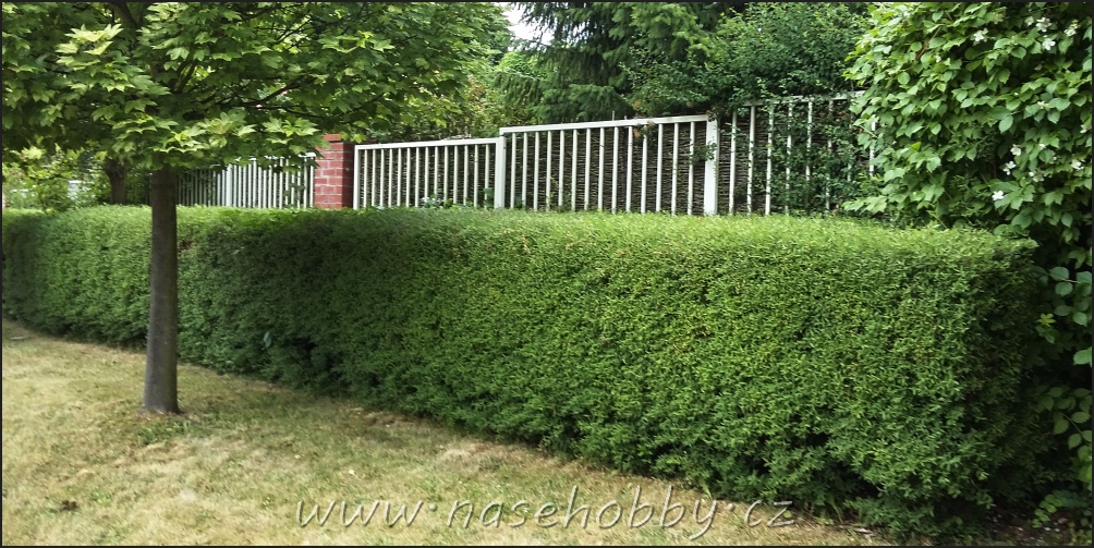Cílem stříhání pásů živého plotu je zaručit zdravý a hustý růst a udržet úhledný tvar.